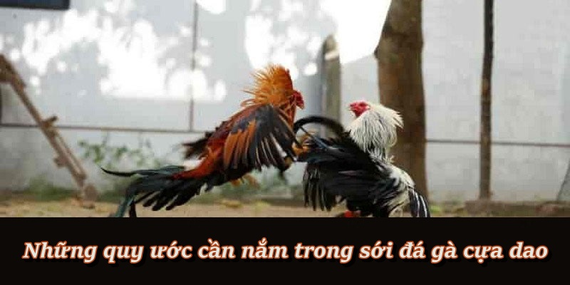 Những quy định bắt buộc phải biết trong đá gà cựa dao Những quy định bắt buộc phải biết trong đá gà cựa dao